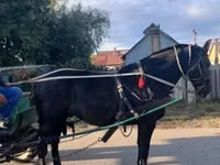 Cal, Nonius horse — foto 1