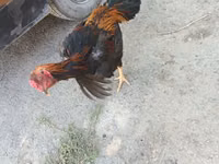 Chickens — الصورة 2