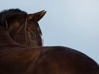 Toychoq, Akhal-Teke — 1-rasm