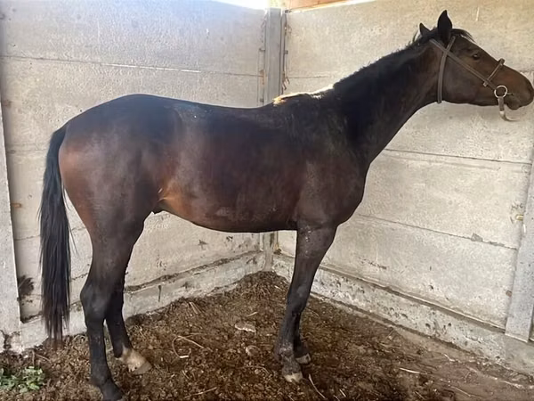 Stute, Friesian sport horse