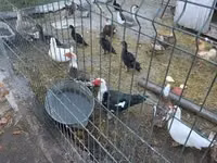 Ducks — photo 1