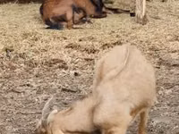 Billy Goat, Goats — photo 1