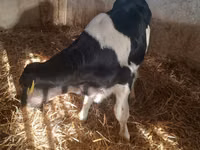 Toro, Russian Black pied cattle — foto 6