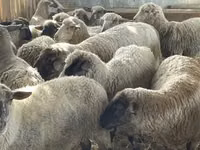 Widder, White Suffolk sheep — Foto 2