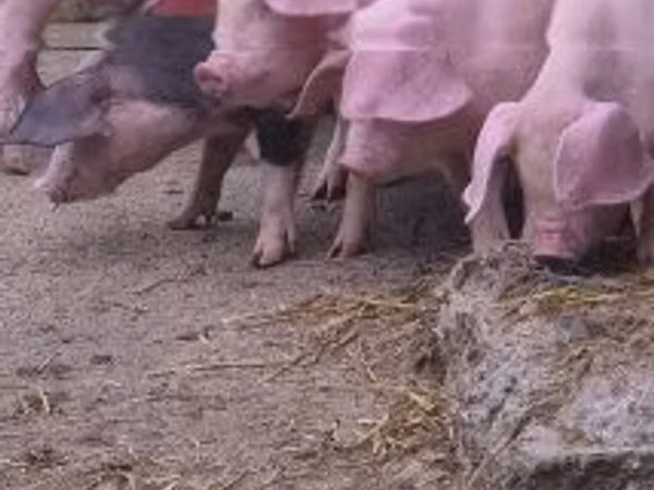 Schweine (Partie, Geschlecht nicht angegeben), Schweine