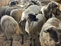 Widder, White Suffolk sheep — Foto 1