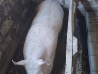 Eber, Schweine — Foto 1