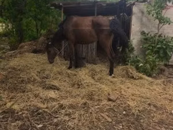 Iapă, Cai