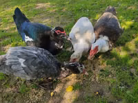 Ducks — फ़ोटो 1