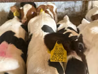 İribuynuzlu mal-qara (partiya, cinsi göstərilməyib), Simmental cattle — foto 2