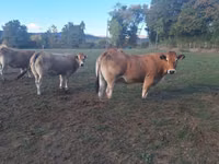 Vacă, Partenaise cattle — foto 2