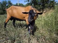 Țap, Alpine goat — foto 4