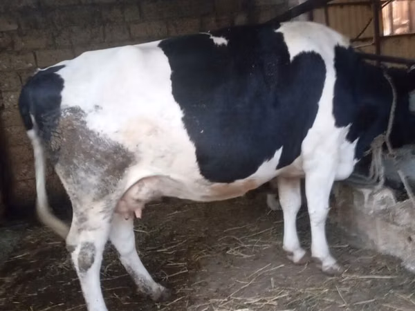 Vaca, Russian Black pied cattle