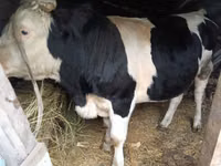 Bou, Russian Black pied cattle — foto 2