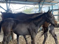 Iapă, Thoroughbred horse — foto 2