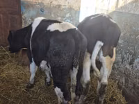 Bou, Russian Black pied cattle — foto 2
