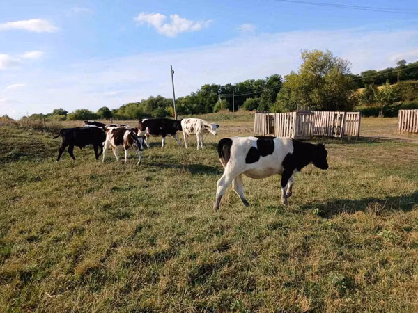Vacă, Bovine