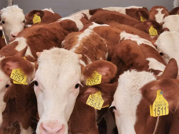 Buqa, Simmental cattle