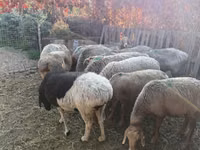 Oveja, Ovejas — foto 2
