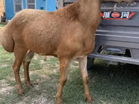Widder, Arashan sheep — Foto 1