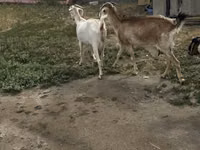Capră, Beetal goats — foto 1