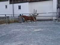 Horse (M), Welsh Cob — photo 4