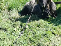 公羊, Sheep — 照片 2