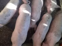 Scroafă, Porci — foto 1