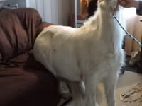 Iapă, Miniature horse — foto 7