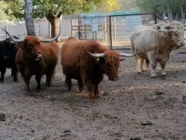 Vacă, Highland
