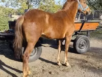 Iapă, Hungarian horse breed — foto 1