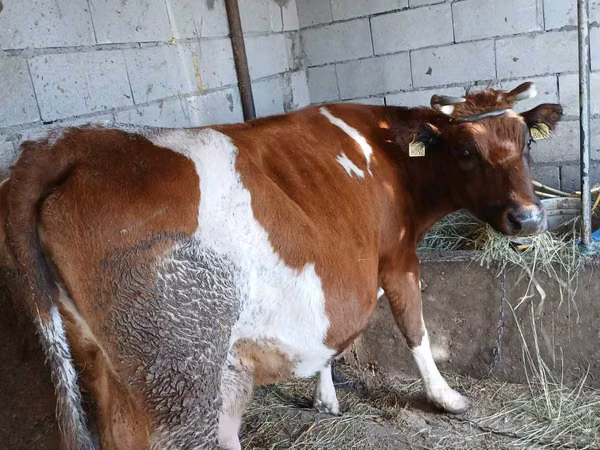 Vacă, Simmental cattle