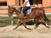 Caballo, Caballos — foto 4