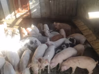 Eber, Schweine — Foto 2