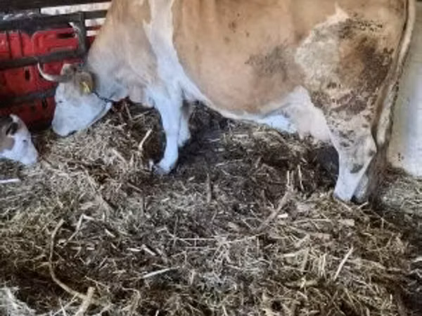 بقرة, Simmental cattle