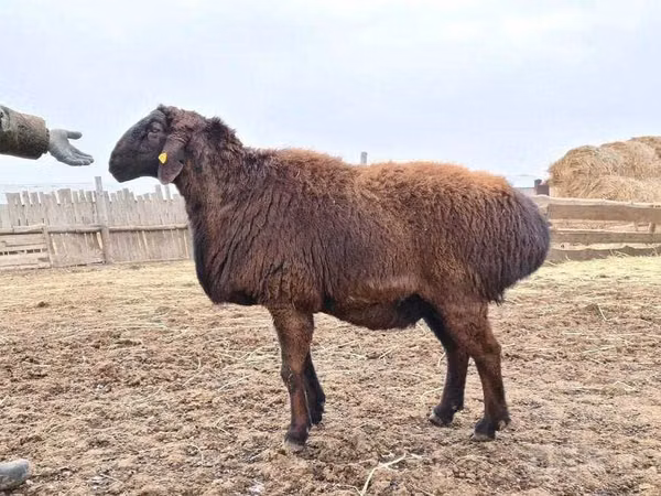 公羊, Sheep