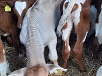 Taureau, Simmental cattle — photo 1
