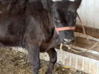 Kuh, Aberdeen-Angus — Foto 3