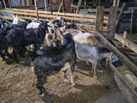 Cabras (lote, sexo no especificado), Cabras — foto 6