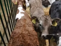 أبقار (دفعة، الجنس غير محدد), Simmental cattle — الصورة 6