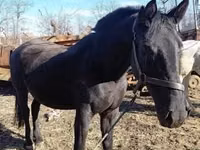 Mare, Nonius horse — photo 3