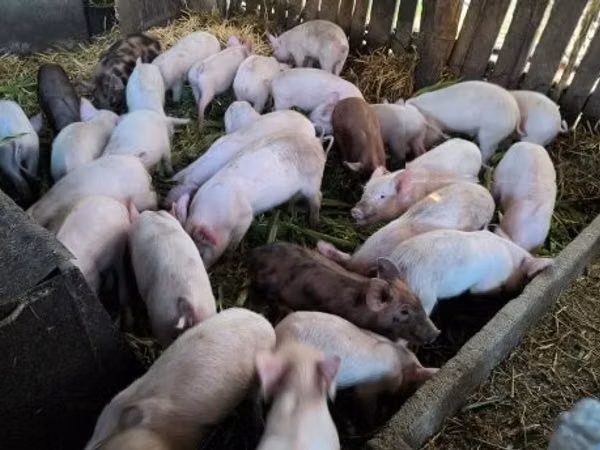 猪（批次，未指定性别）, Pigs
