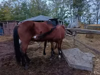 公马, Horses — 照片 5