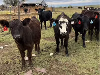 Bovine (lot, sex nespecificat), Aberdeen-Angus — foto 1