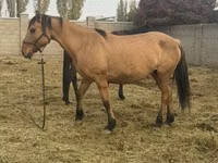 Jument, Kyrgyz Horse — photo 3
