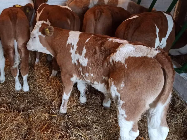 Qoramol (partiya, jinsi ko‘rsatilmagan), Simmental cattle