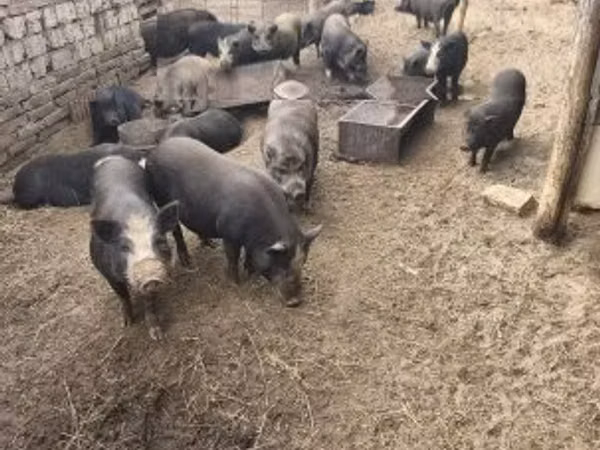 母猪, 