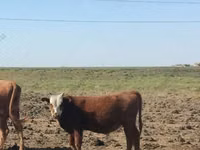 ثور, سلالة كالميك — الصورة 2