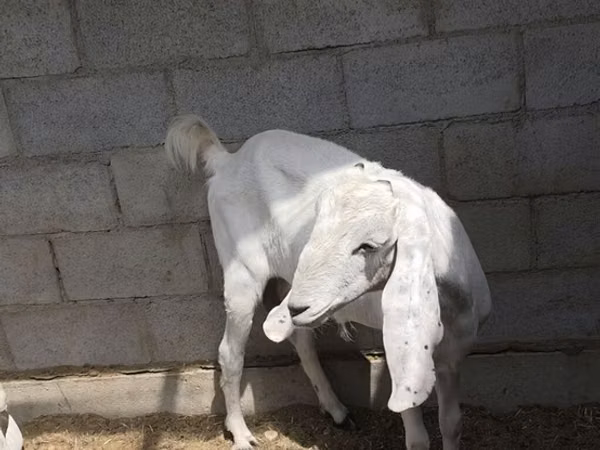 Ziege, Beetal goats