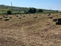 Lucernă roada 2026 — Foto 3